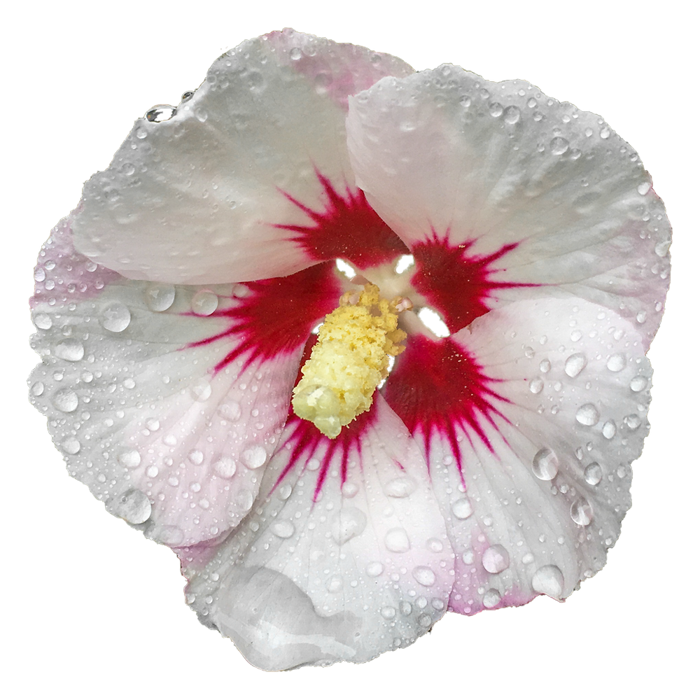 White Hibiscus  Transparent Clipart