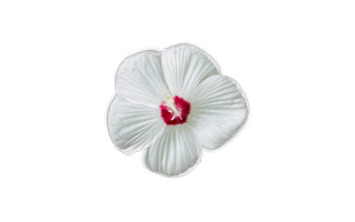 White Hibiscus PNG