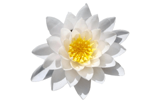 White Lotus PNG