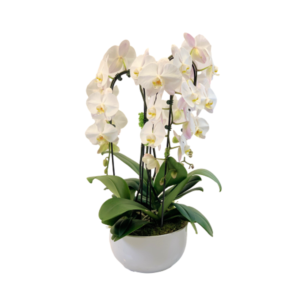 White Orchid Flower  Transparent Image