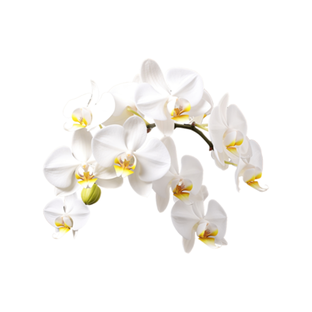 White Orchid Flower  Transparent Photo