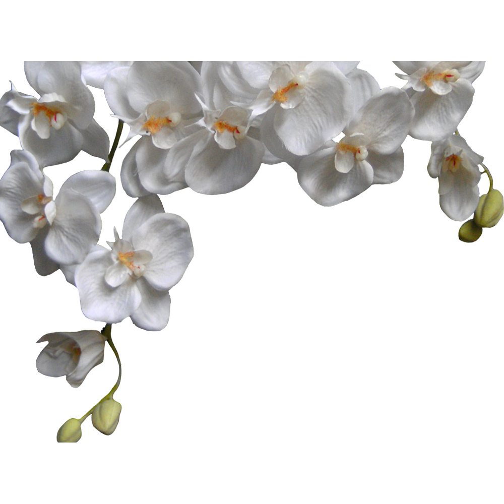 White Orchid Flower Transparent Picture