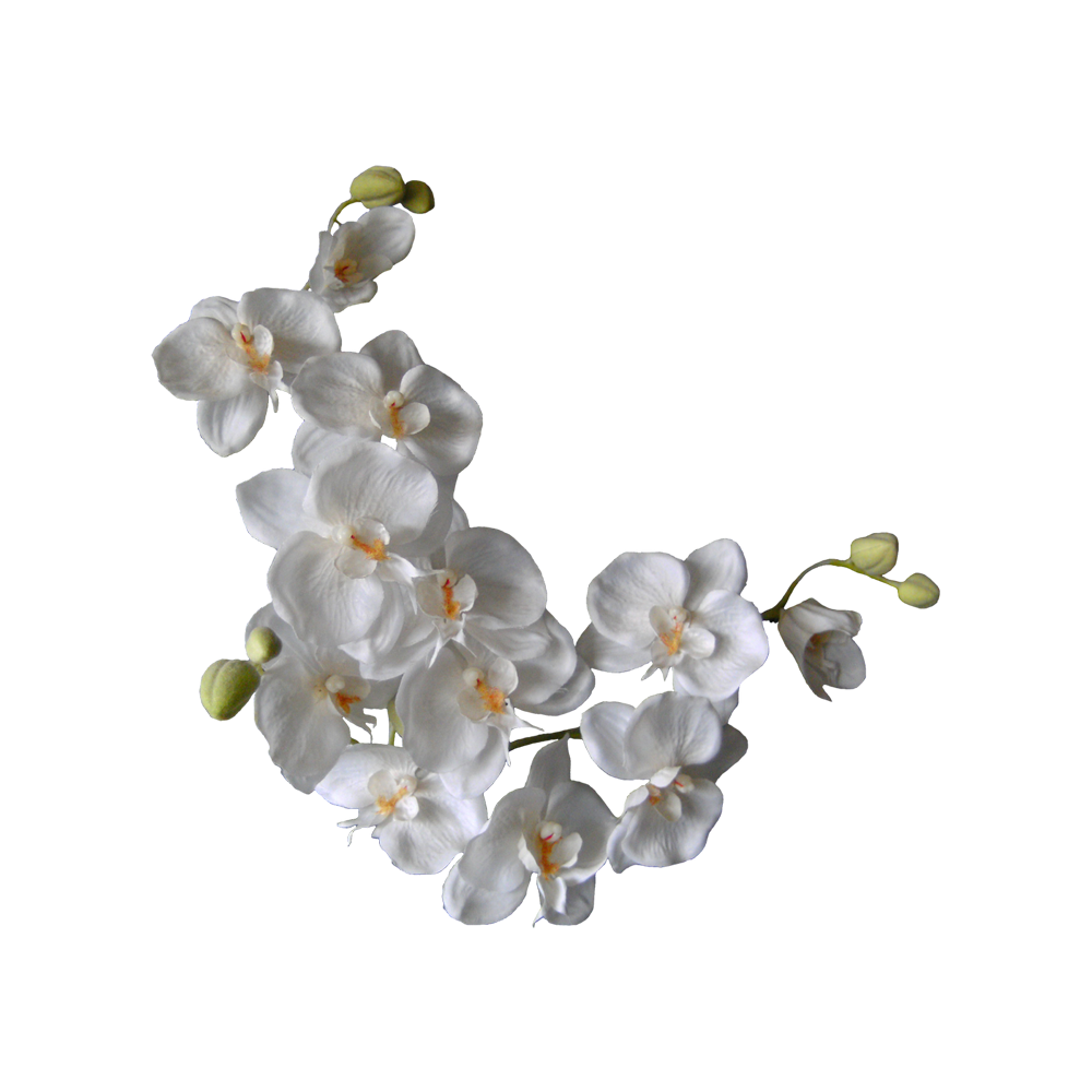 White Orchid Flower  Transparent Clipart