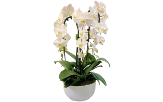 White Orchid Flower PNG