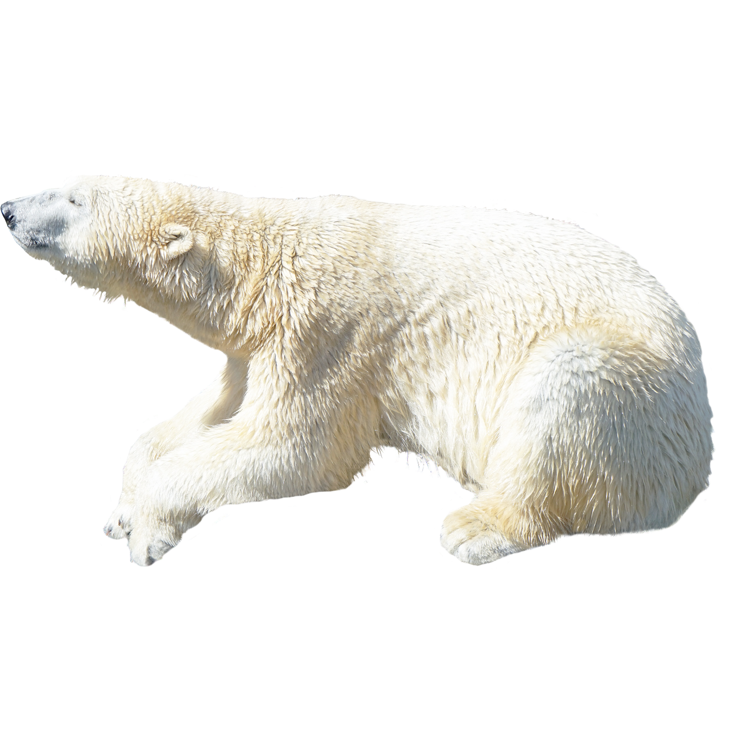 White Polar Bear  Transparent Image