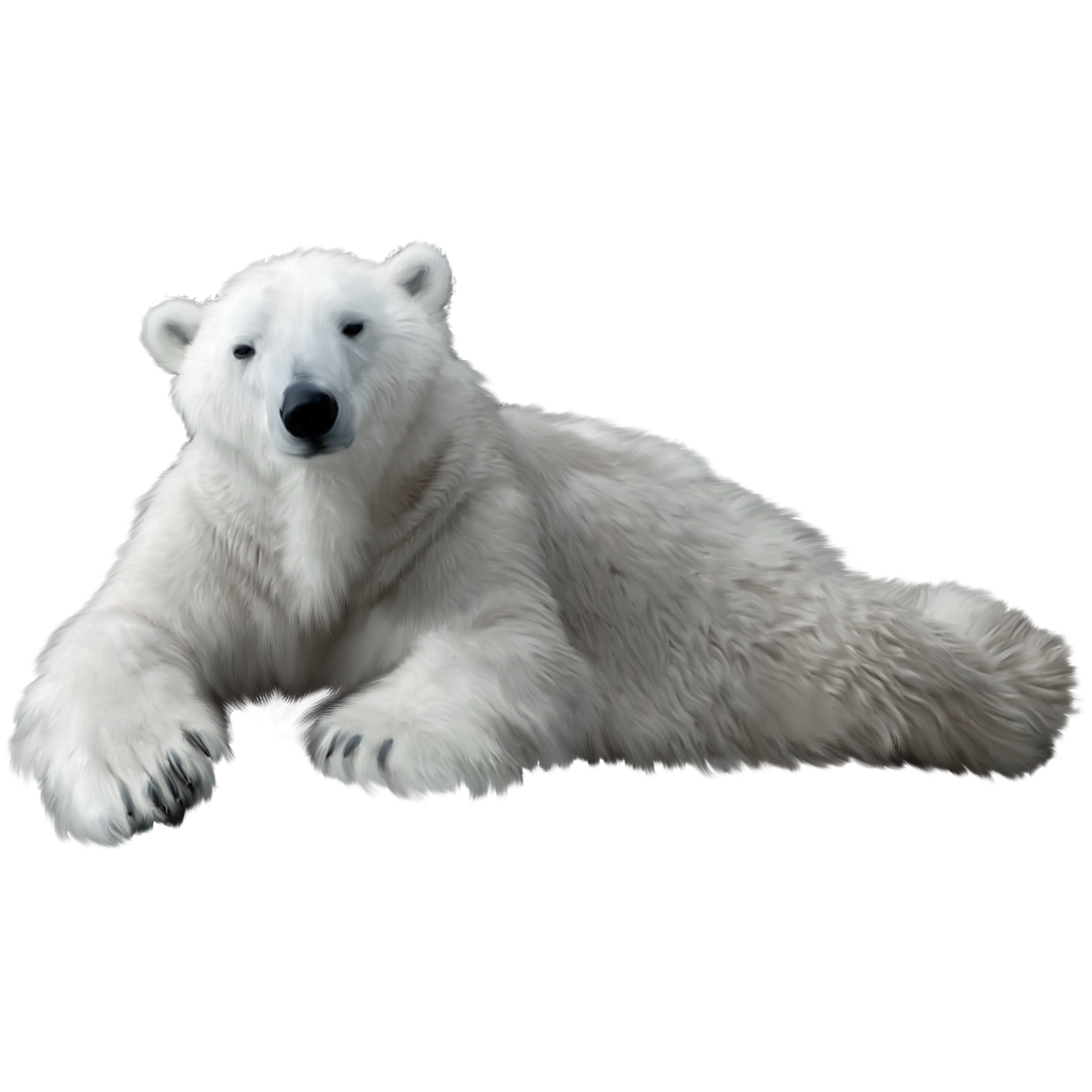 White Polar Bear  Transparent Photo