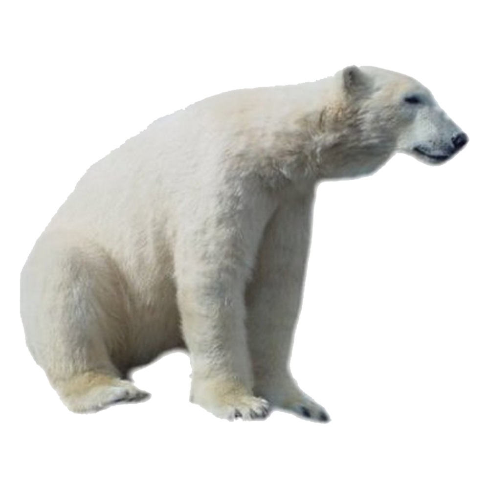 White Polar Bear Transparent Picture
