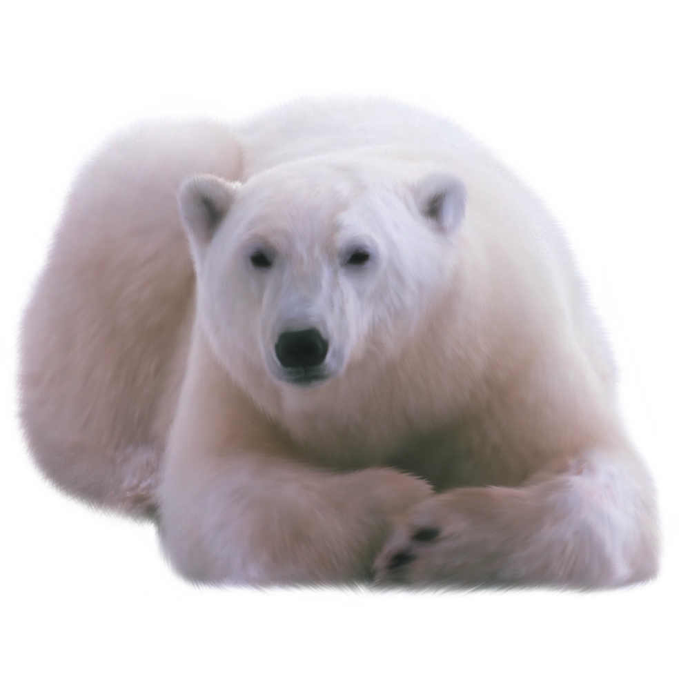 White Polar Bear  Transparent Clipart