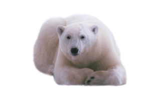 White Polar Bear PNG