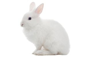 White Rabbit PNG