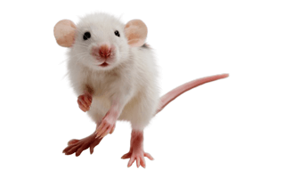White Rat PNG