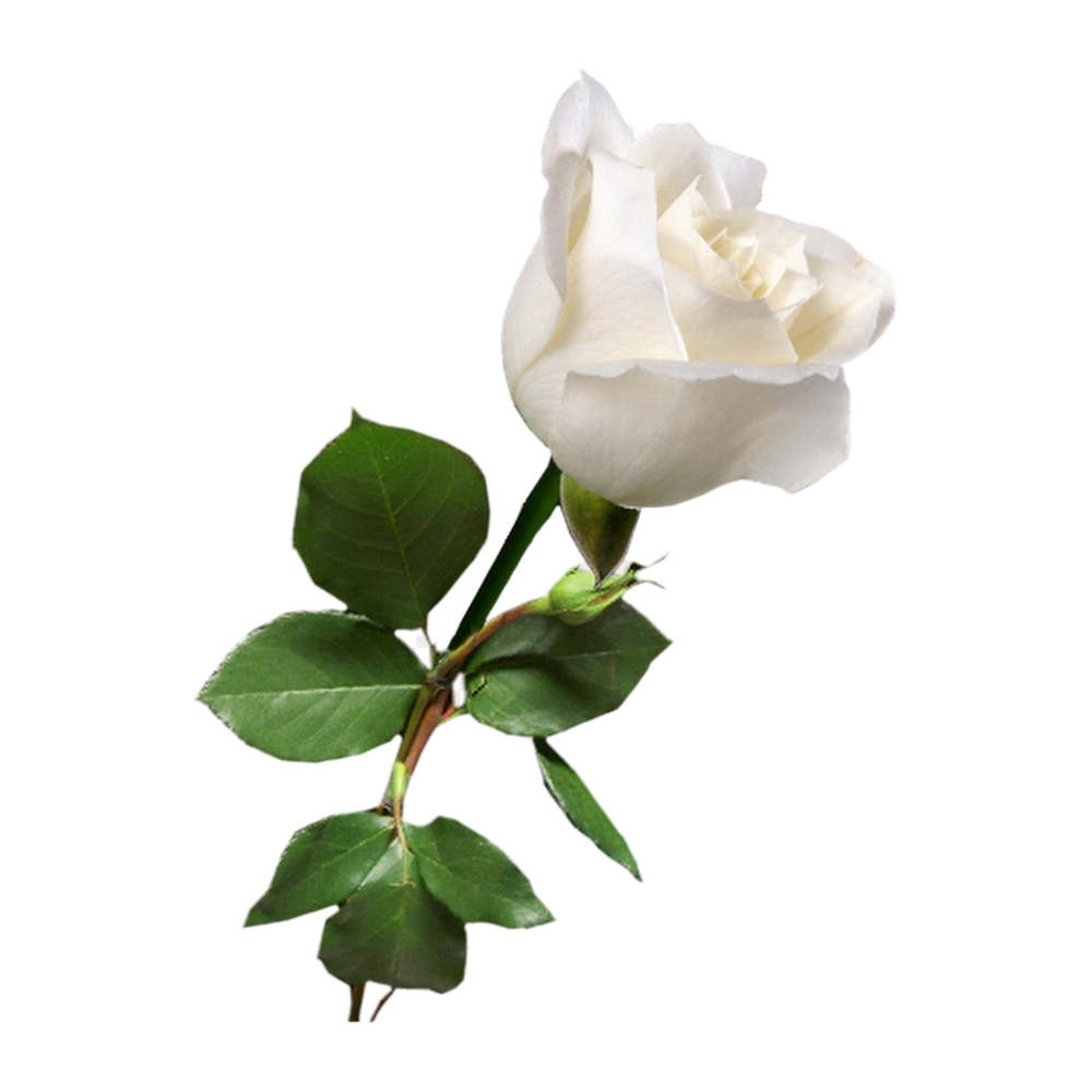 White Rose Transparent Image