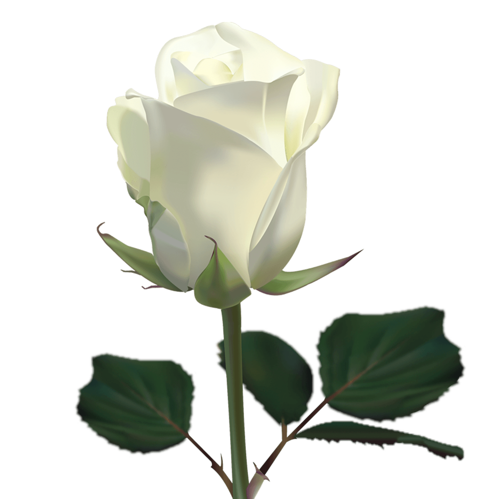 White Rose Transparent Photo