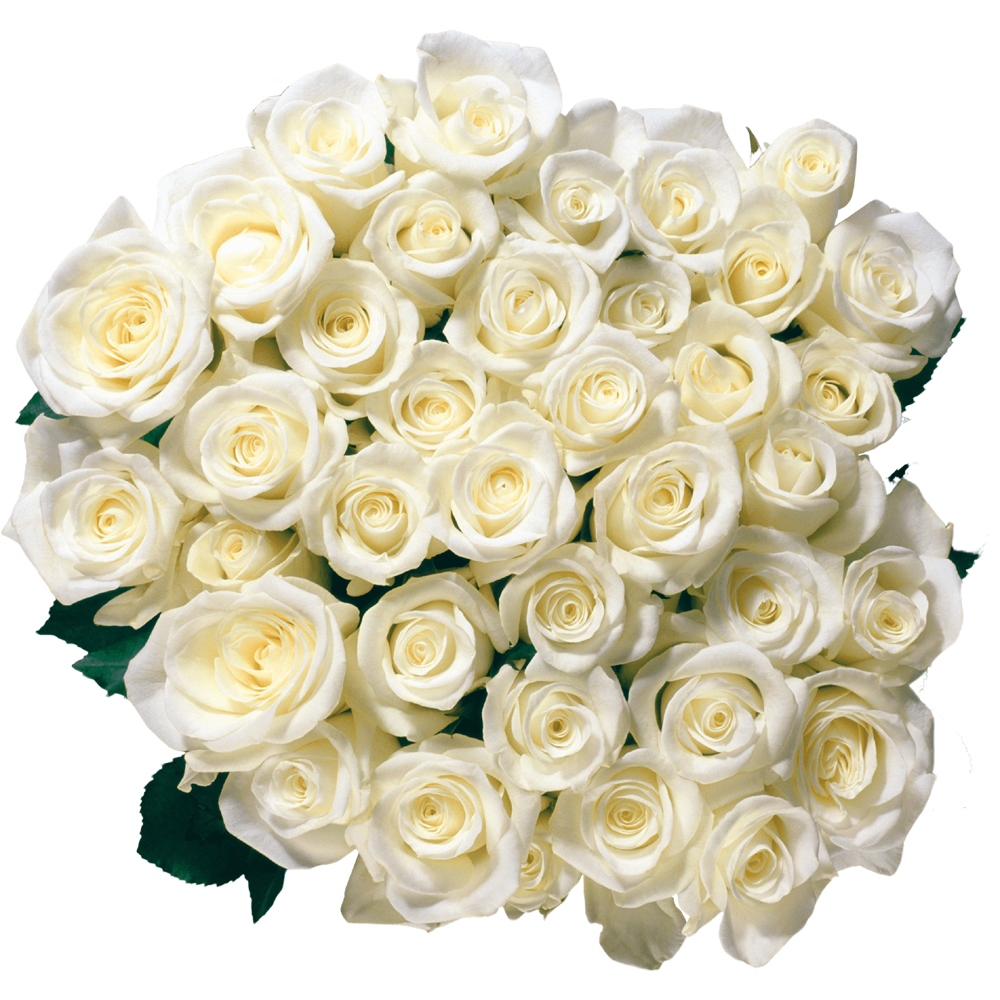 White Rose Transparent Picture
