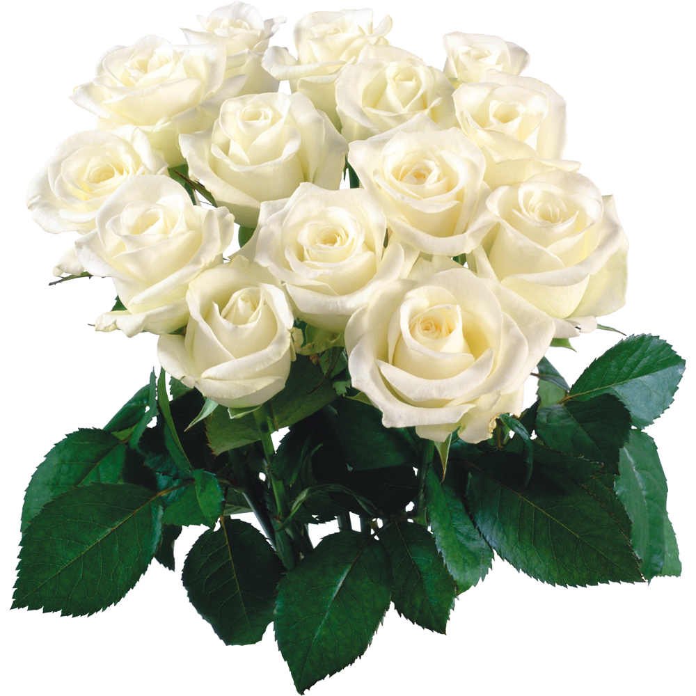 White Rose Bokeh PNG Transparent Picture