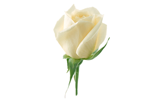 White Rose PNG