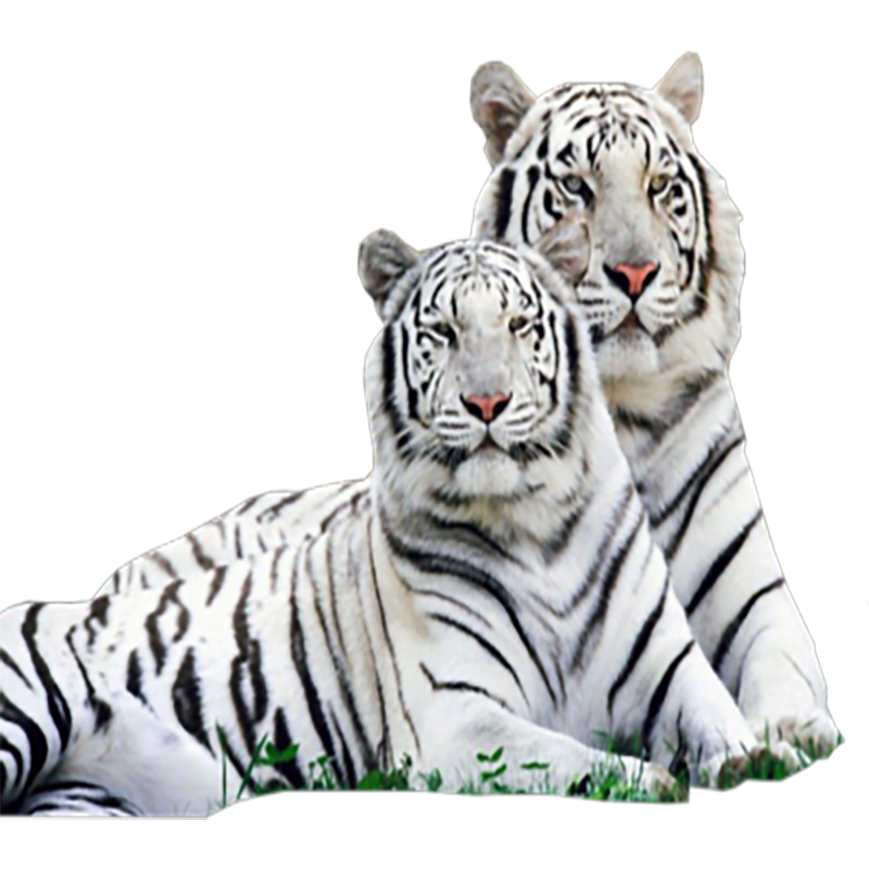White Tiger Transparent Image