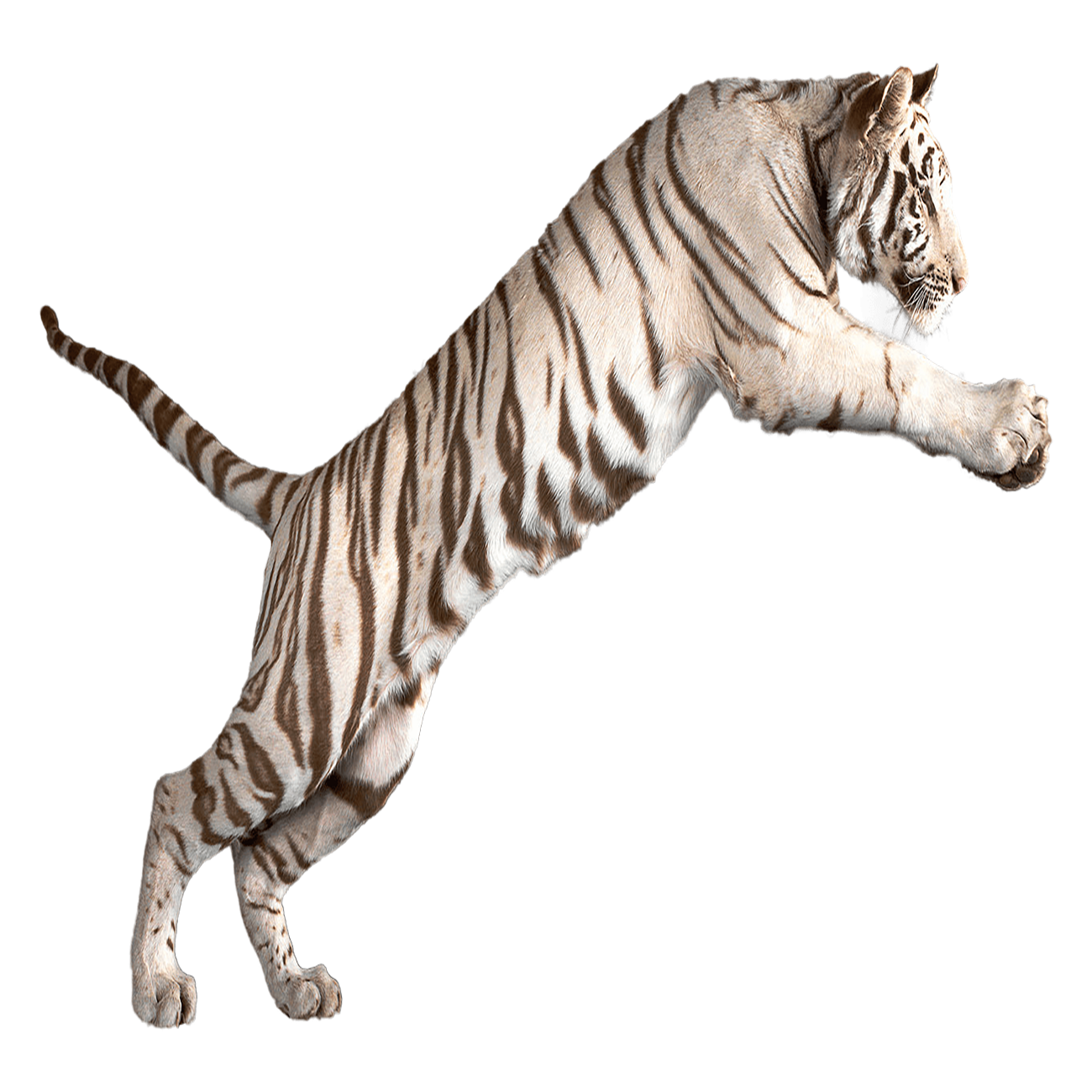 White Tiger Transparent Clipart
