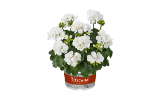 White Zonal Geranium PNG