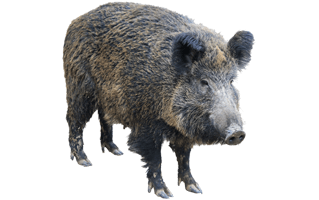 Wild Boar PNG