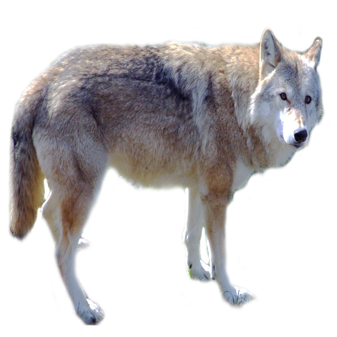 Wolf PNG Images (Transparent HD Photo Clipart)