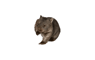 Wombat PNG