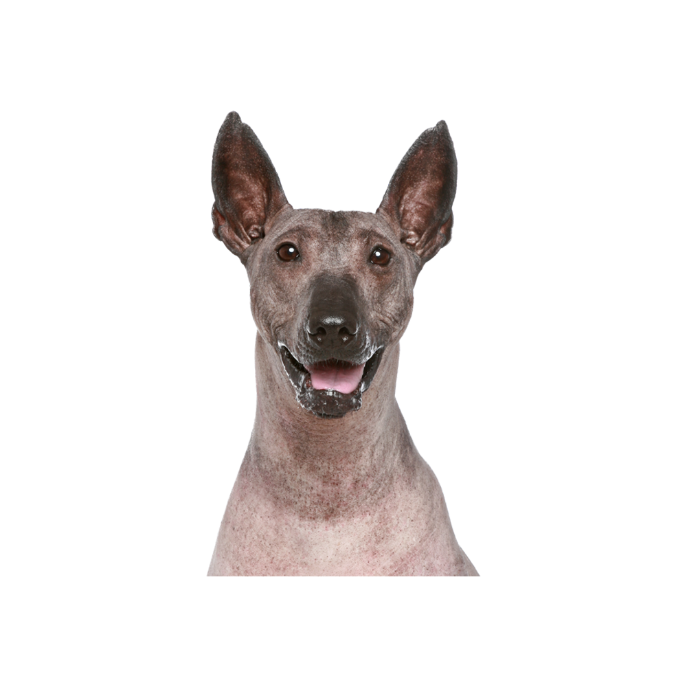 Xoloitzcuintli Dog  Transparent Image