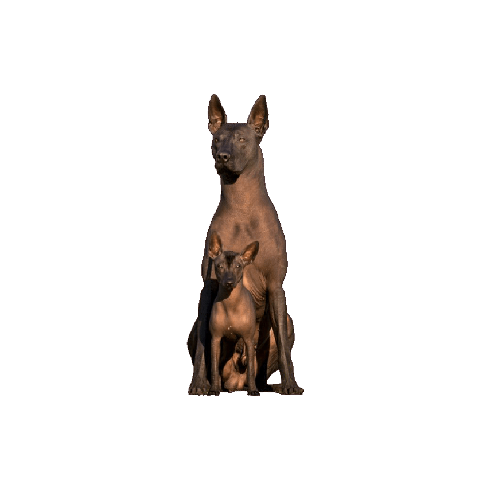 Xoloitzcuintli Dog Transparent Picture