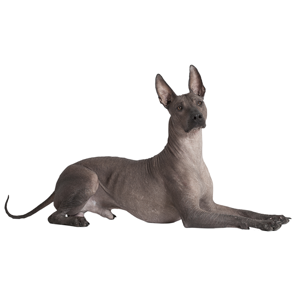 Xoloitzcuintli Dog  Transparent Gallery