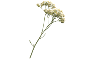 Yarrow PNG