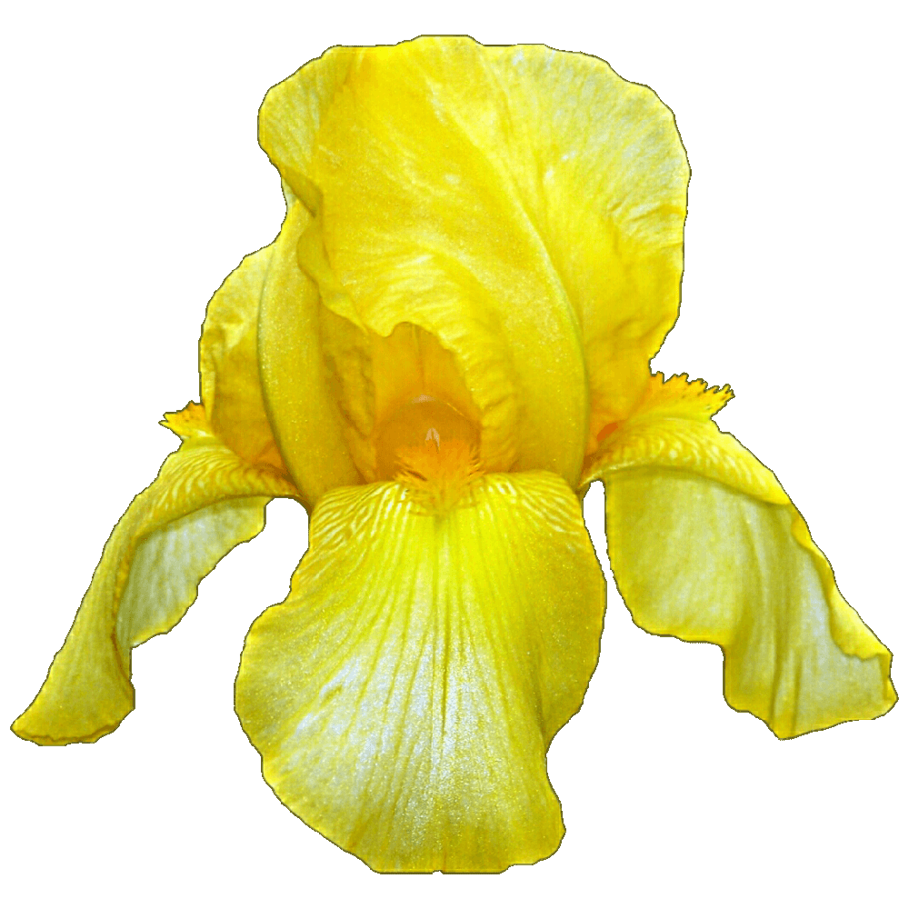Yellow Lris  Transparent Image
