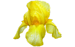 Yellow Lris PNG