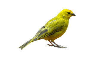Yellow Bird PNG