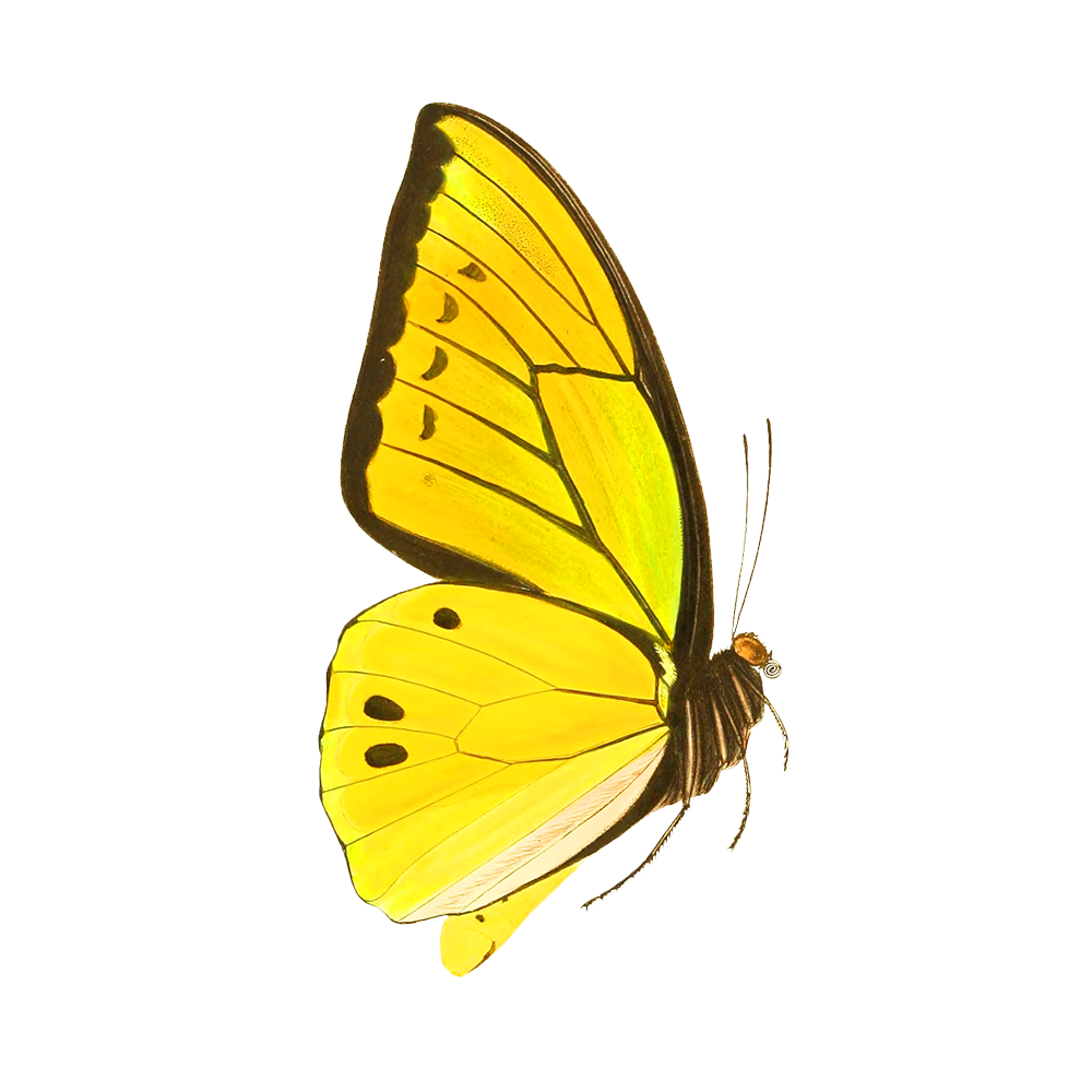 Yellow Butterfly Transparent Photo