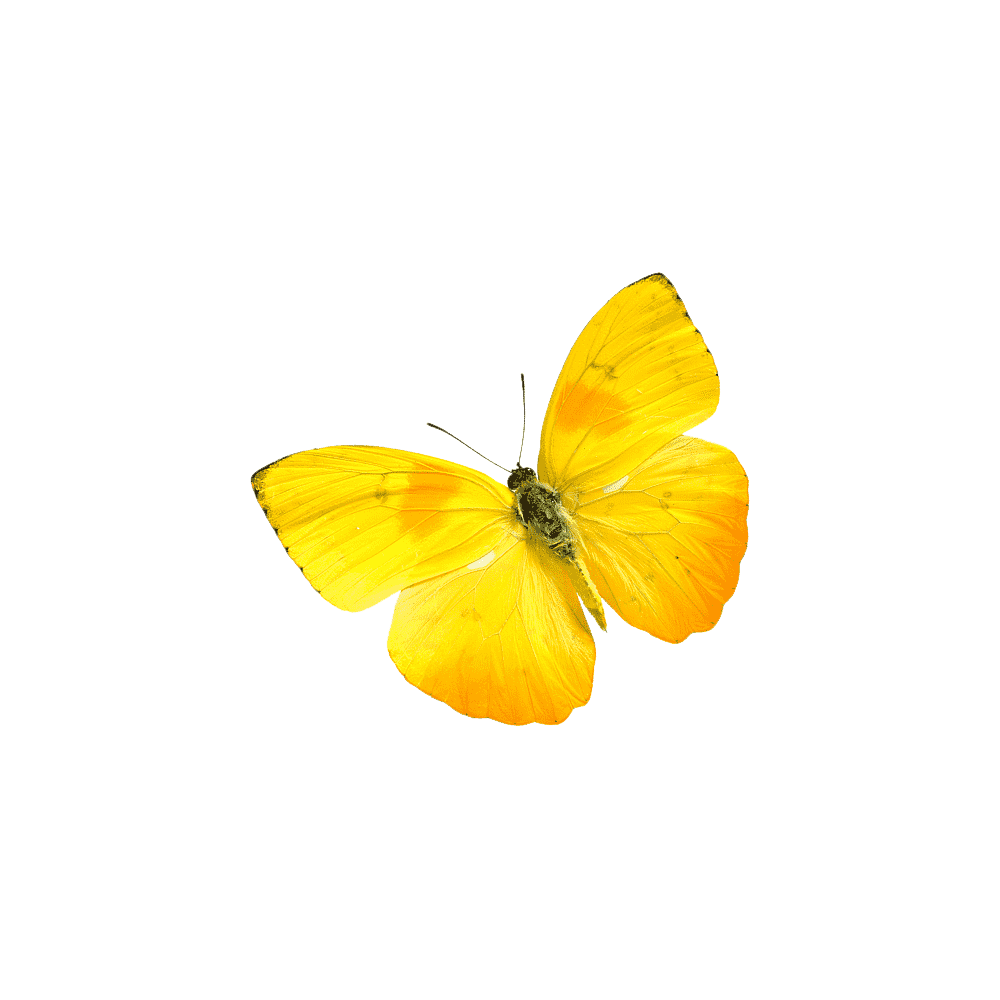 Yellow Butterfly Transparent Clipart