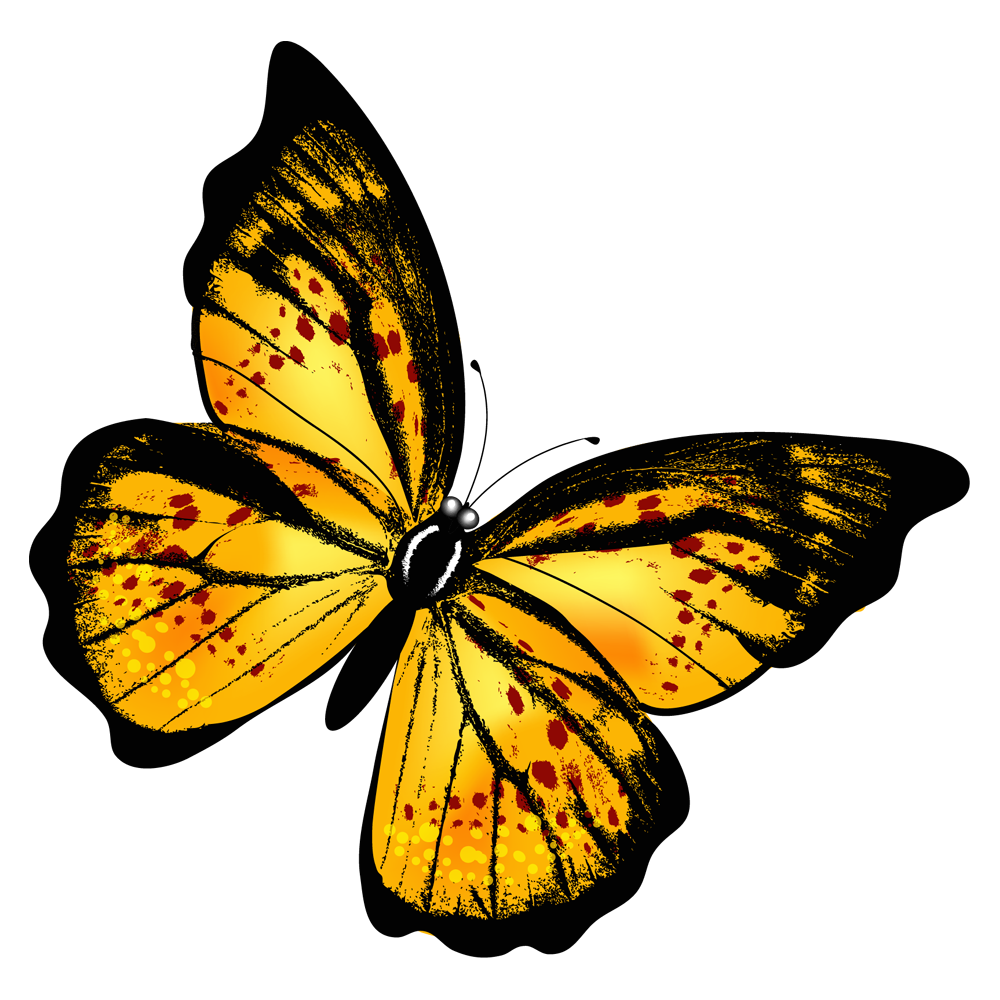 Yellow Butterfly Transparent Gallery
