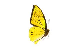Yellow Butterfly PNG