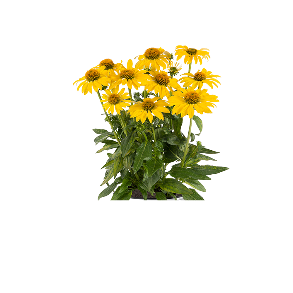 Yellow Coneflower  Transparent Image