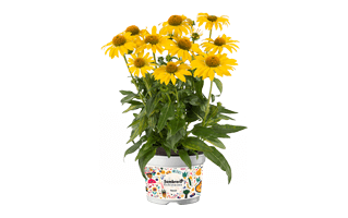 Yellow Coneflower PNG