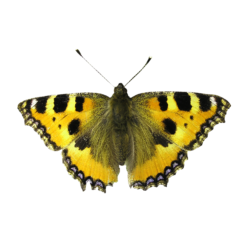 Yellow Fantasy Butterfly Transparent Picture