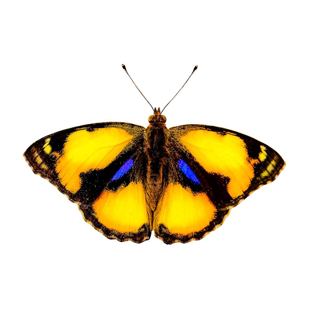 Yellow Fantasy Butterfly  Transparent Gallery
