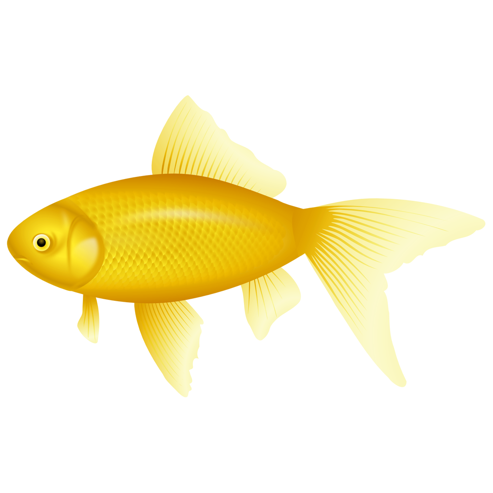 Yellow Fish Transparent Gallery