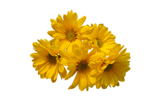 Yellow Flower PNG