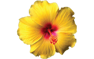 Yellow Hibiscus Flower PNG