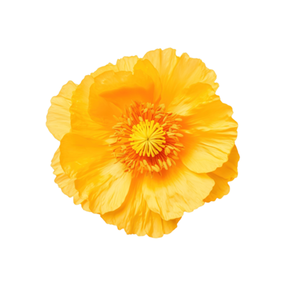 Yellow Iceland Poppy Transparent Picture