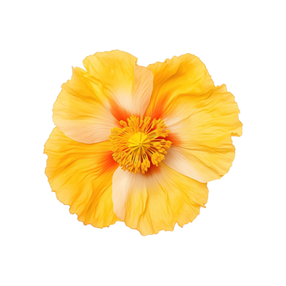 Yellow Iceland Poppy  Transparent Clipart