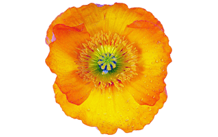 Yellow Iceland Poppy PNG