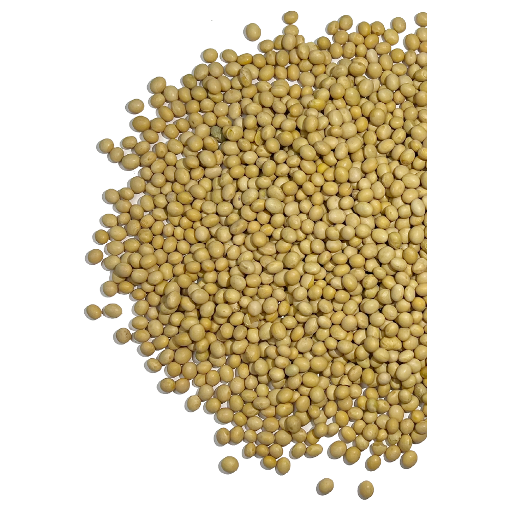 Yellow Mustard Seeds Transparent Image