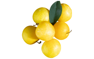 Yellow Plum PNG