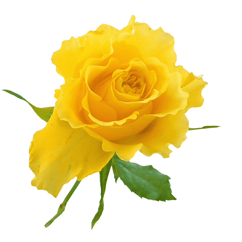 Yellow Rose Transparent Photo